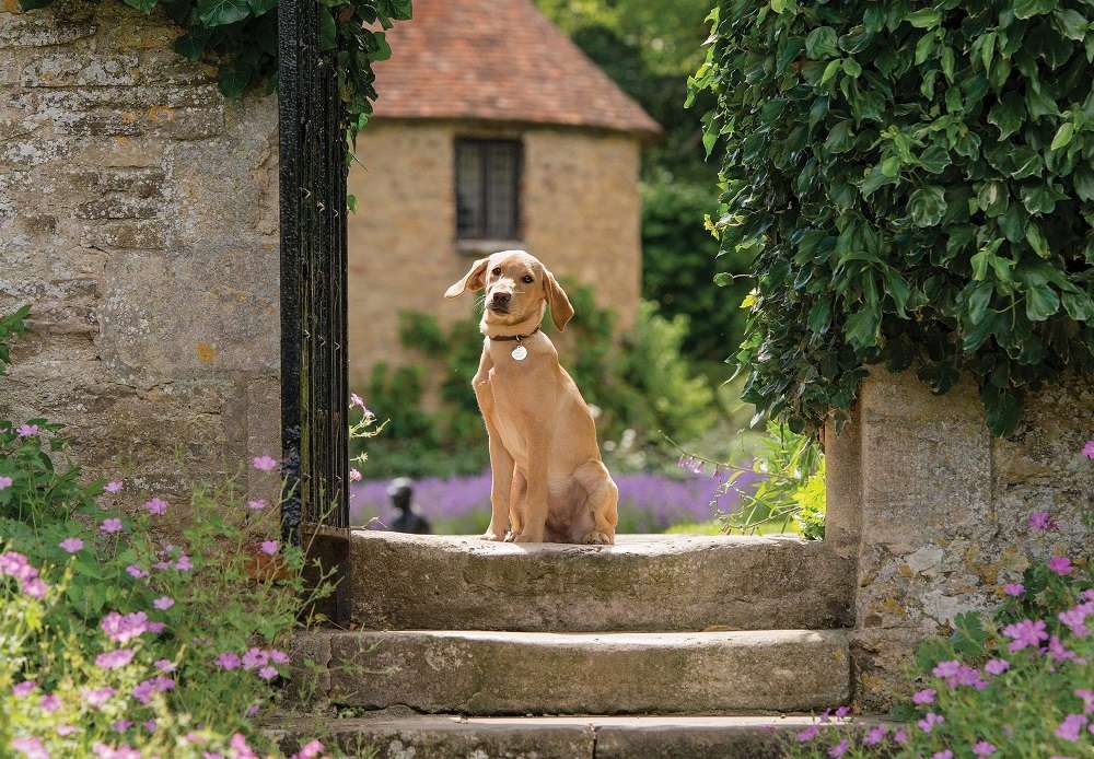 65 paw-fect dog-friendly stays