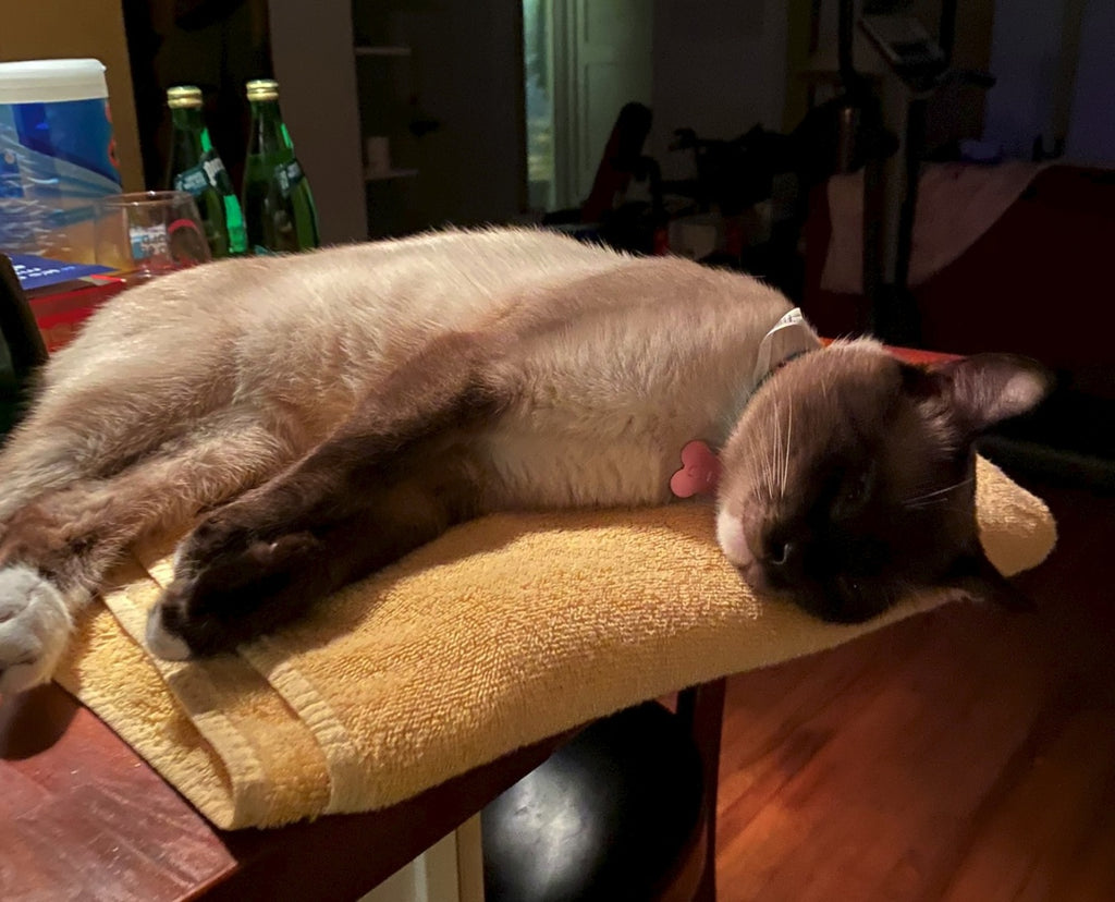 Frumpy Middle-aged Mom: Life with our cat, Cairo the former Jerk