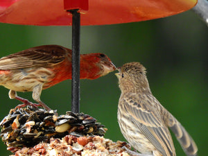 Attracting birds to your yard or to a bird feeder can yield some interesting sights.  Below is a photo of a  male house finch feeding a female house finch! Easy to make bird feeders and paint-it-yourself bird houses have always been a part of our...