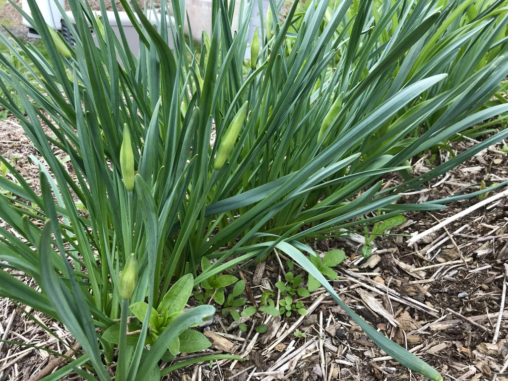 My Big List of Things I’m Going to Do in 2021 – Week 20 of 52